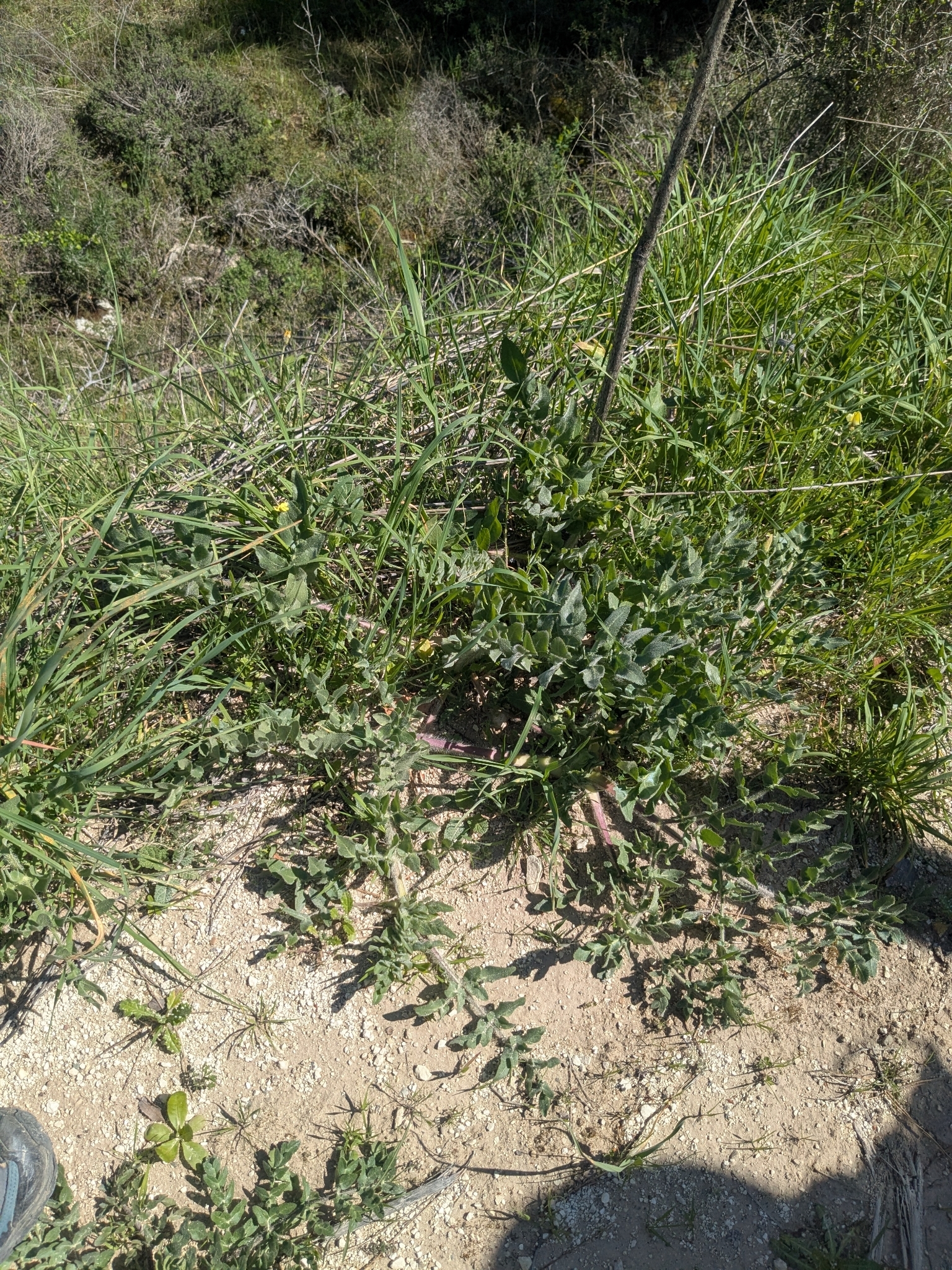 Sweet Myrrh (Opopanax hispidus)