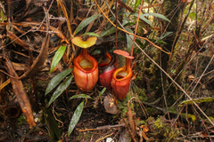 Nepenthes villosa