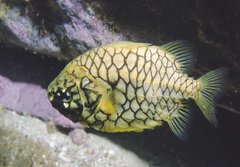 Cleidopus gloriamaris