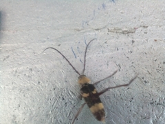 Megacyllene antennata