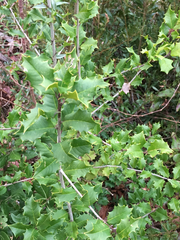 Ilex opaca opaca