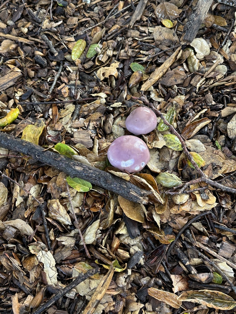 Collybia nuda · December 2025 · photo: © irinamitine (iNaturalist, cc-by)