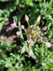 Allium campanulatum, photograph (c) Colin J Pryor, some rights reserved (CC BY)