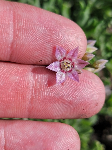 Allium campanulatum, photograph 5