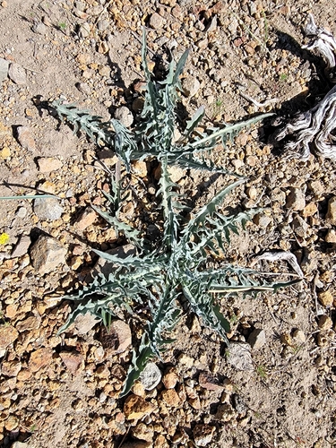 Western Hawksbeard (Crepis occidentalis)
