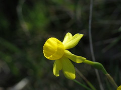 Narcissus assoanus
