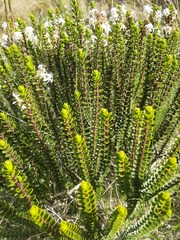 Veronica pauciramosa