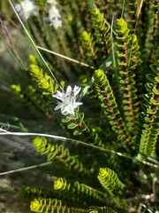 Veronica pauciramosa