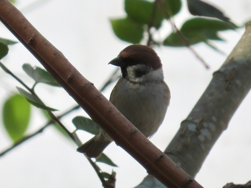 Eurasian Tree Sparrow
