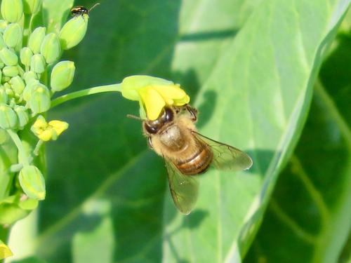 Asian Honey Bee