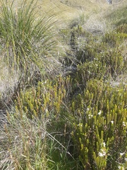 Veronica pauciramosa