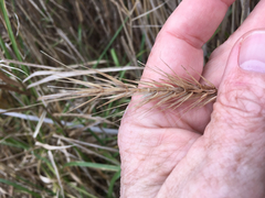Elymus virginicus halophilus
