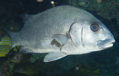 Plectorhinchus gibbosus