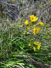 Dolichoglottis lyallii