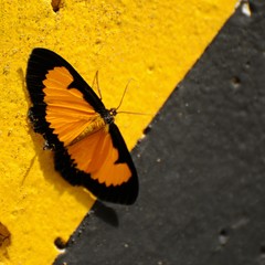 Xanthyris flaveolata