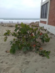 Magnoliopsida