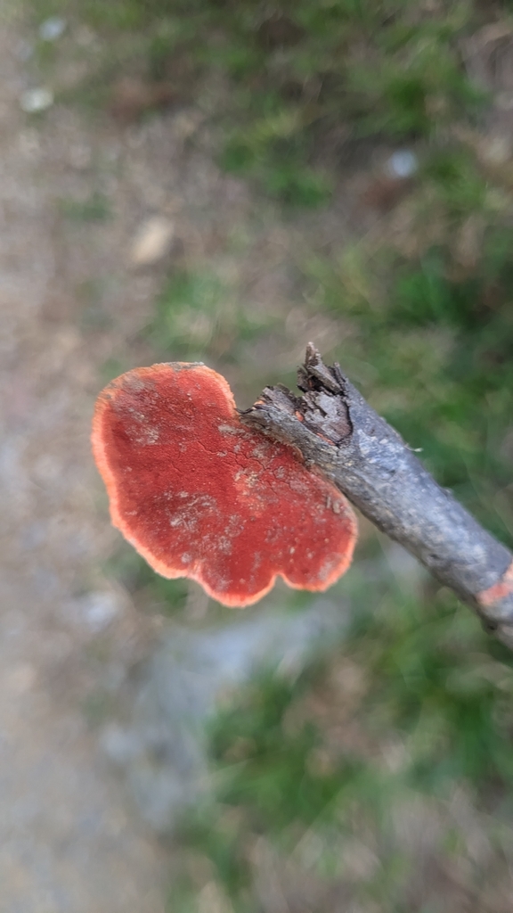 Trametes sanguinea · December 2025 · photo: © kuzs (iNaturalist, cc-by)