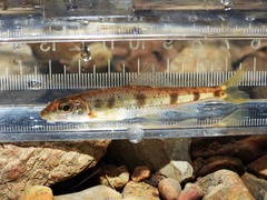 Blotched Chub photo 1