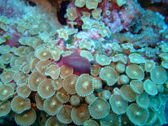 Palythoa heliodiscus