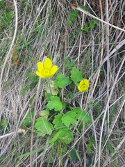 Ranunculus multiscapus