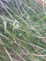 Chaerophyllum ramosum