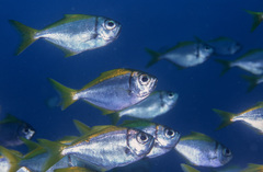 Schuettea scalaripinnis