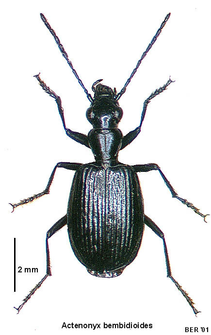 Actenonycina