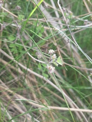 Chaerophyllum ramosum