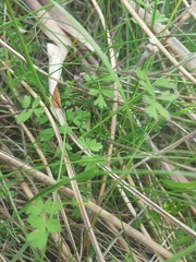 Chaerophyllum ramosum