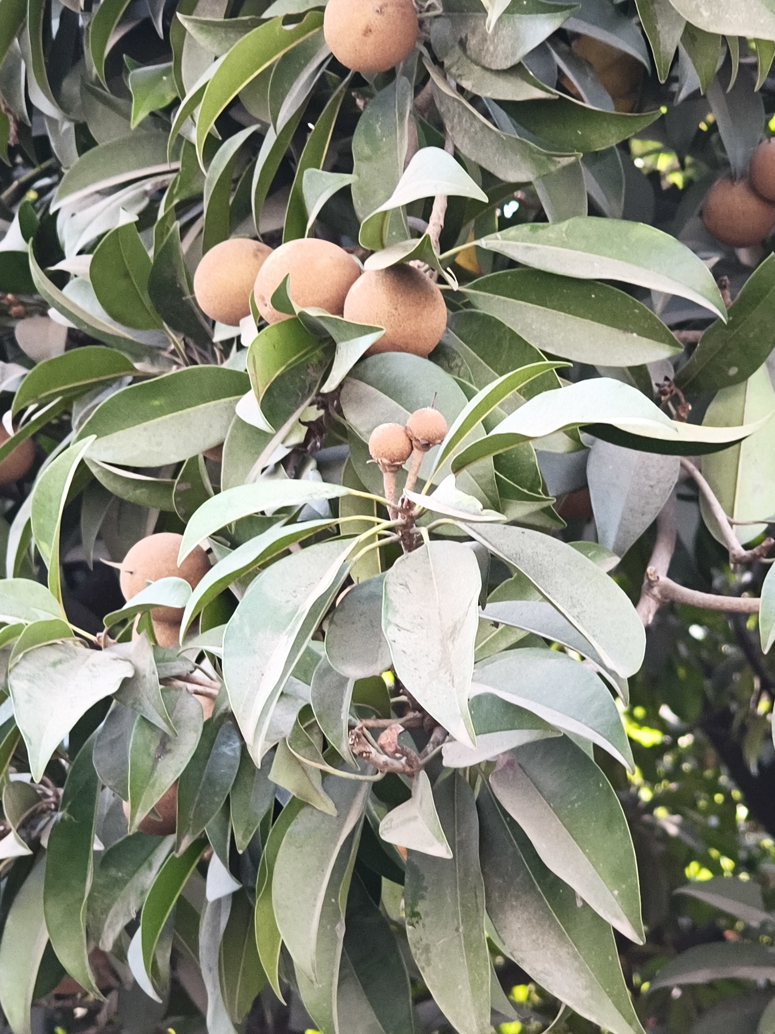 Sapodilla (Manilkara zapota)