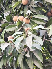 Sapodilla (Manilkara zapota)
