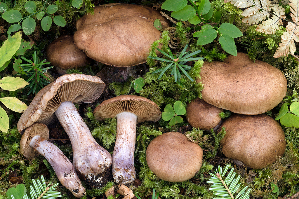 Phlegmacium violaceomaculatum
