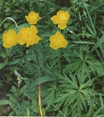 Trollius