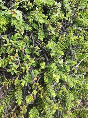 Veronica buchananii
