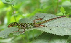 Anolis ventrimaculatus