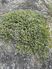 Veronica buchananii