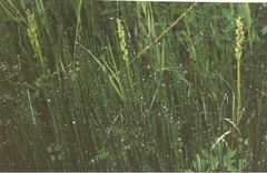 Platanthera aquilonis