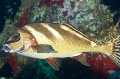 Morwong ephippium