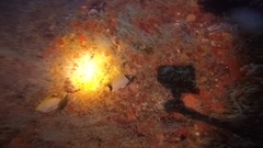 Chaetodon sedentarius