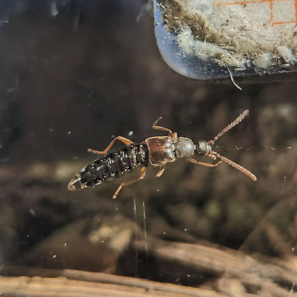 Callicerus rigidicornis