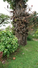 Couroupita guianensis