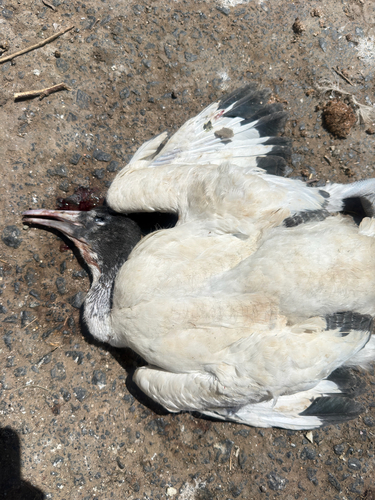 African Sacred Ibis