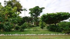 Couroupita guianensis