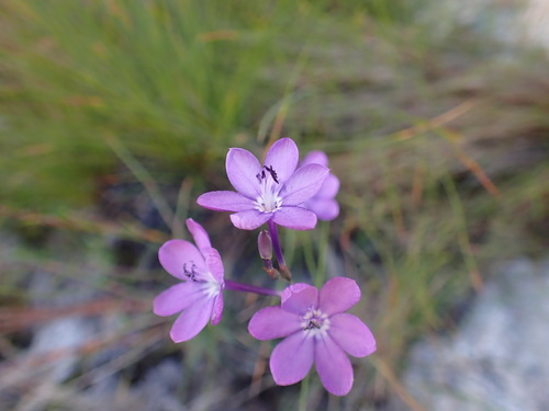 Rush Summerpipe (Thereianthus juncifolius)