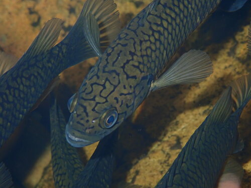 Cape kurper (Sandelia capensis) — Anabantidae — 5