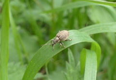 Peritelus sphaeroides