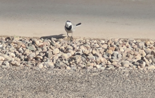 White Wagtail