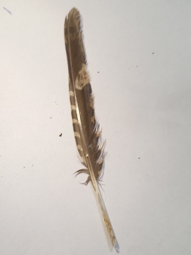 Plume de Engoulevent d'Europe