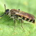 Micromeriella marginella - Photo (c) Steve Wells, some rights reserved (CC BY-NC), uploaded by Steve Wells
