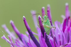 Oncotylus viridiflavus